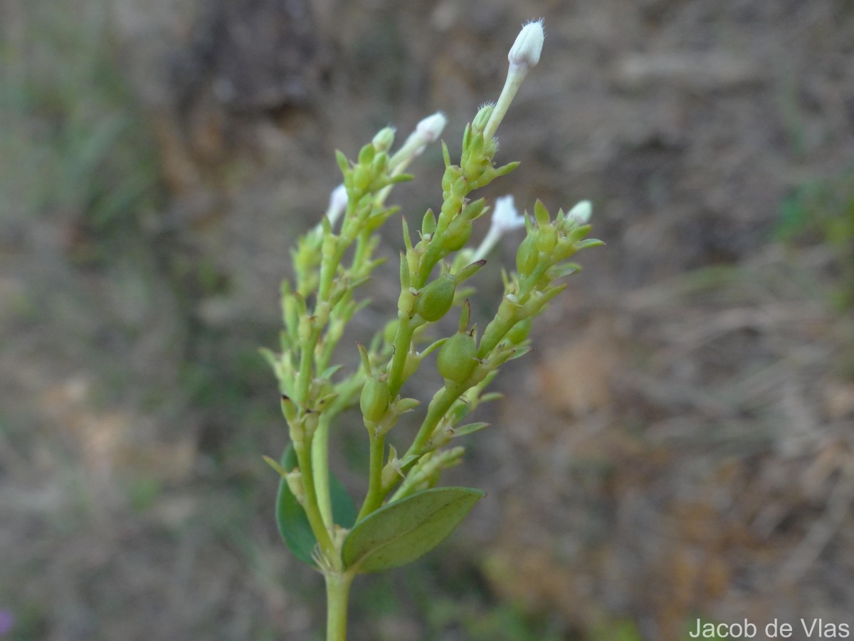 Knoxia spicata (Thwaites ex Trimen) Ridsdale
